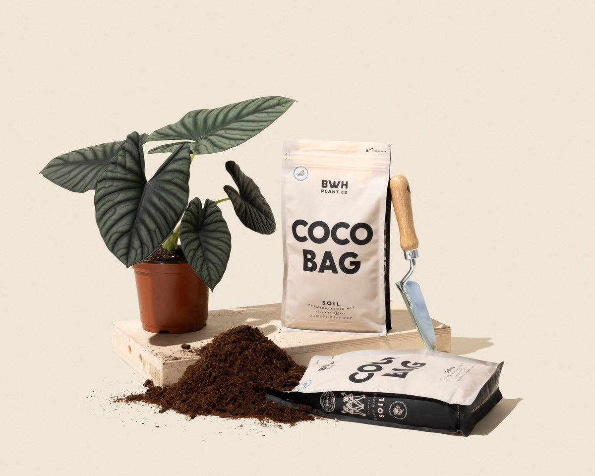 Coco Bag: 1 Gallon