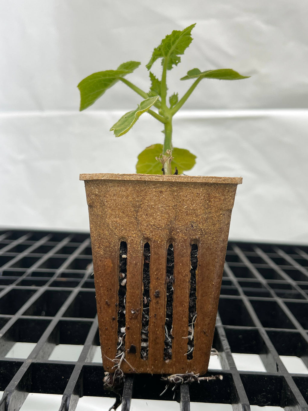 Eco-Friendly Slit Plant Nursery Pots