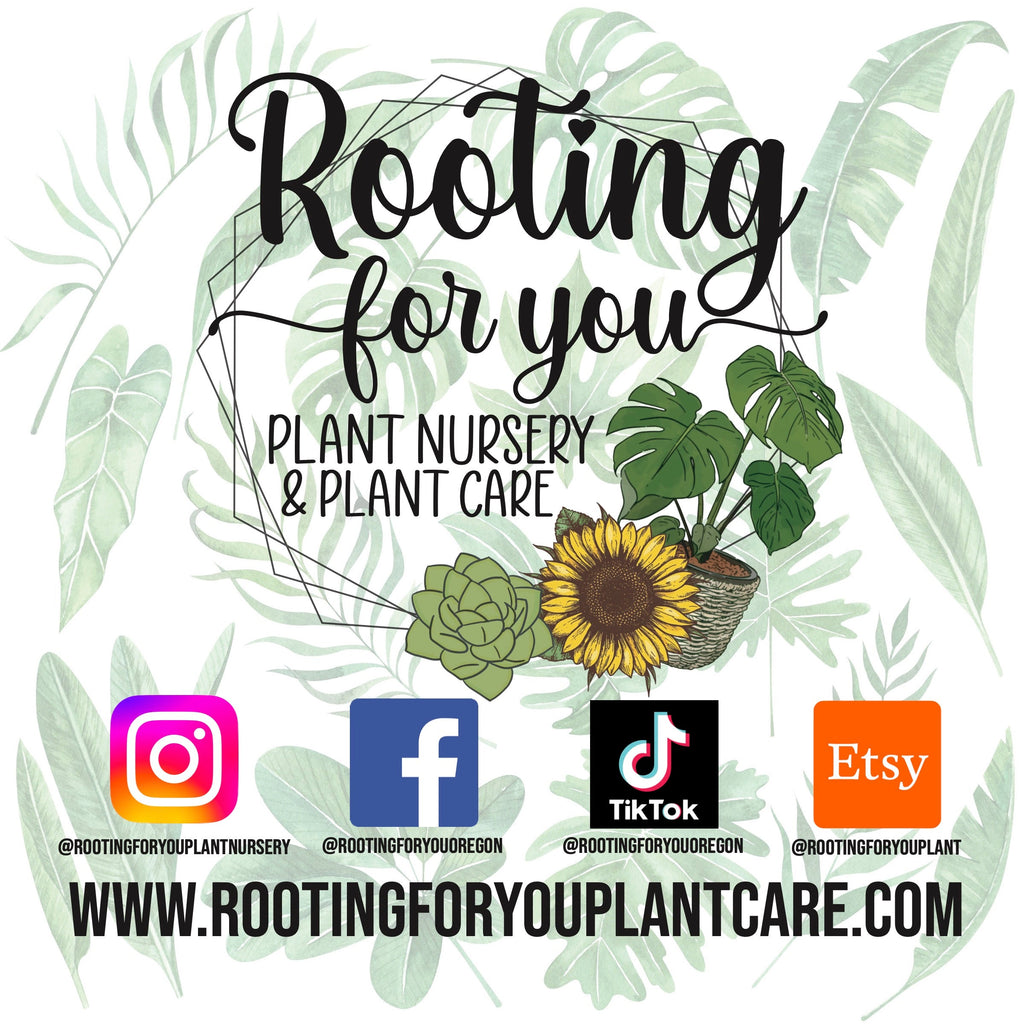 Spider Plant Premium Potting Mix