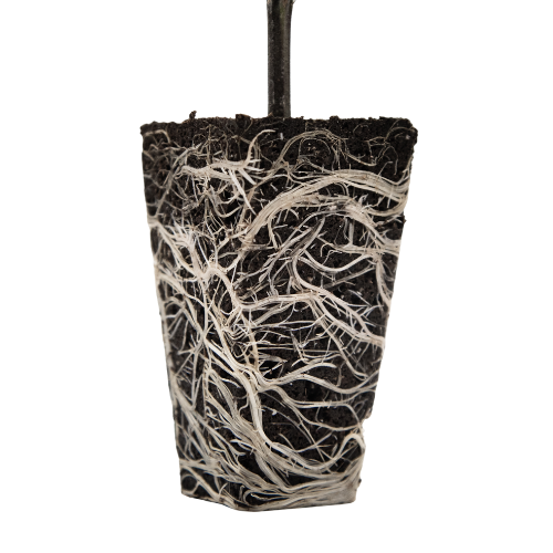 Ventana Plant Science OrganiPlug Seed & Cutting Plugs